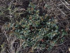 Glinus oppositifolius