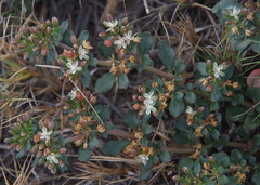 Glinus oppositifolius