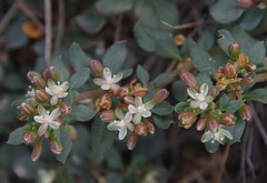 Glinus oppositifolius