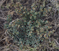 Glinus oppositifolius