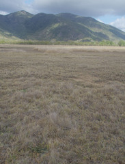 Glinus oppositifolius