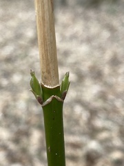 Acer negundo negundo