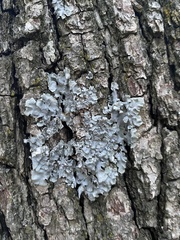 Crespoa crozalsiana