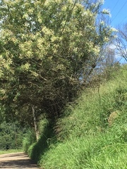 Chamaecytisus prolifer