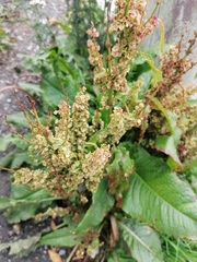 Rumex magellanicus