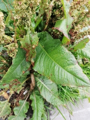 Rumex magellanicus