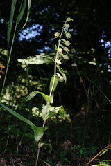 Epipactis leptochila