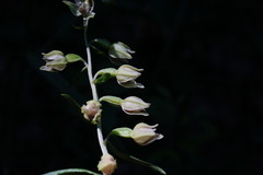 Epipactis leptochila