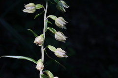 Epipactis leptochila