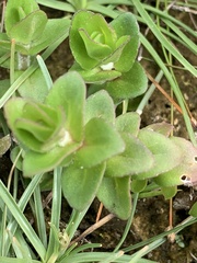 Bacopa caroliniana image