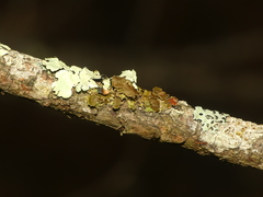 Tuckermanella fendleri