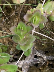 Bacopa caroliniana image