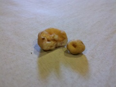 Balsamia oregonensis