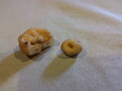 Balsamia oregonensis