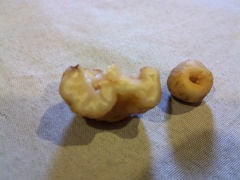 Balsamia oregonensis