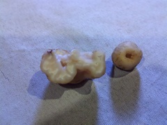 Balsamia oregonensis