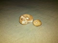 Balsamia oregonensis