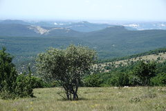 Aria umbellata