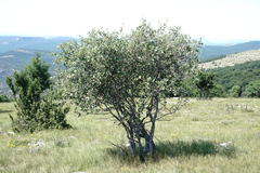 Aria umbellata
