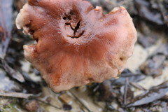 Tricholoma eucalypticum