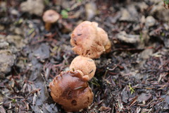 Tricholoma eucalypticum