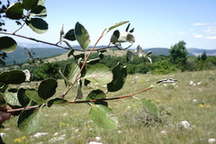 Aria umbellata