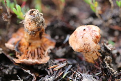 Tricholoma eucalypticum