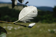 Aria umbellata