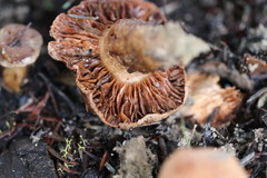 Tricholoma eucalypticum