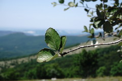 Aria umbellata