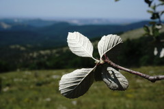 Aria umbellata