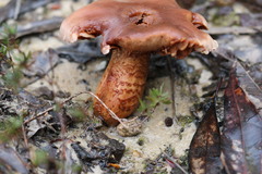 Tricholoma eucalypticum