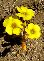 Oxalis perdicaria