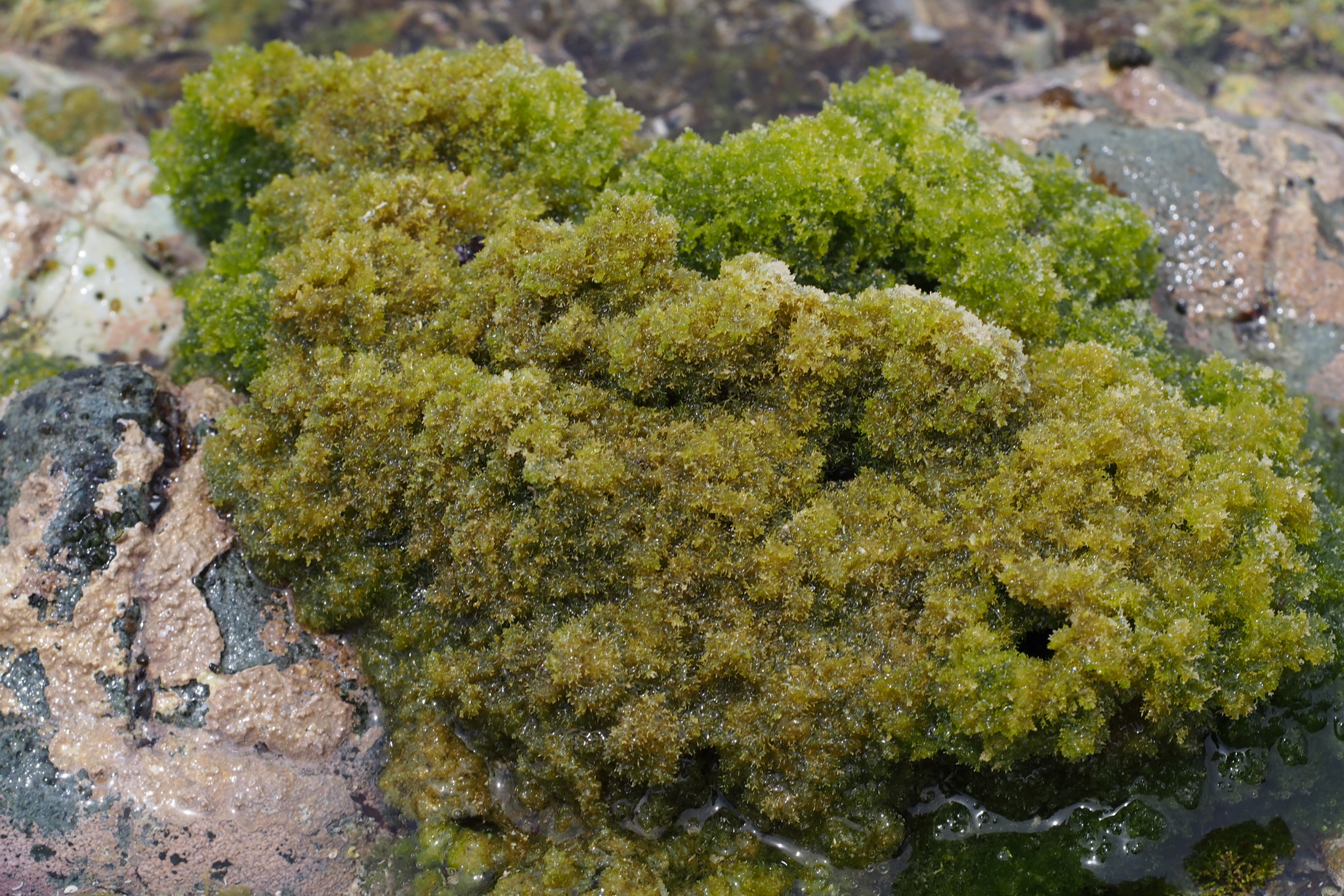 Boodlea coacta