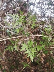 Clematis drummondii