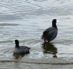 Fulica americana