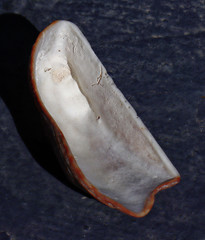 Arca pacifica