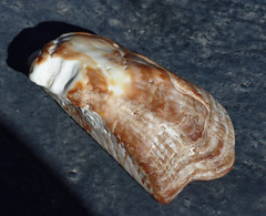 Arca pacifica