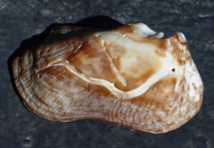 Arca pacifica