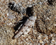 Cibolacris parviceps