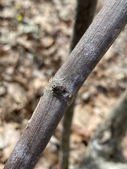 Vitis rotundifolia rotundifolia