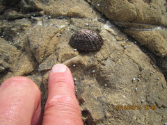 Cellana denticulata