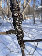 Trichothecium roseum