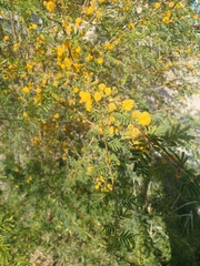 Acacia acinacea