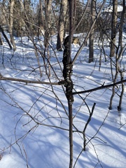 Trichothecium roseum