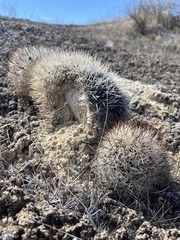 Pediocactus sileri