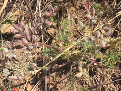 Lomatium dasycarpum