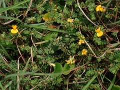 Pultenaea maritima