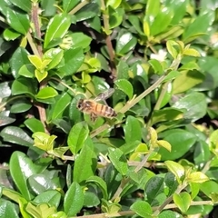 Apis mellifera