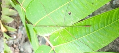 Clitumninae